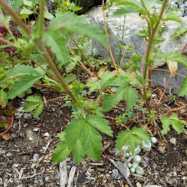 Potentilla norvegica পাতা