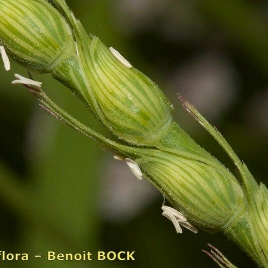 Aegilops ventricosa 果實