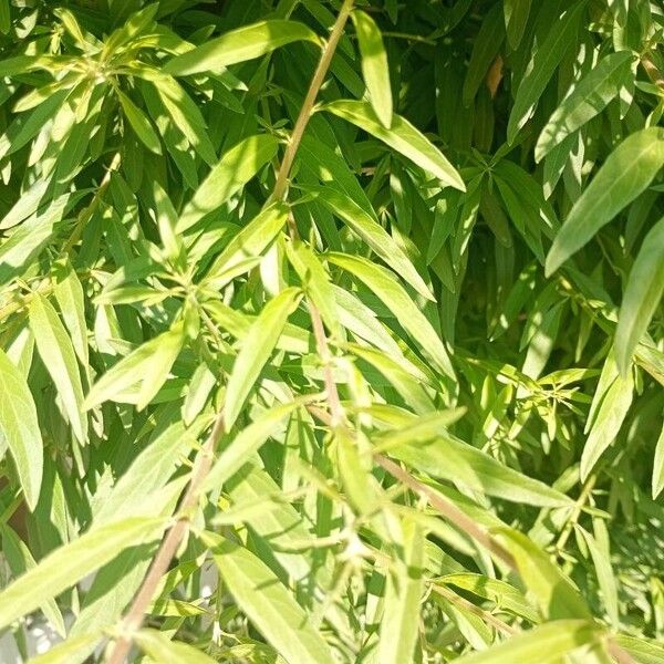 Aloysia polystachya Leaf