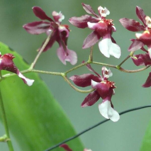 Dendrobium virotii Flor