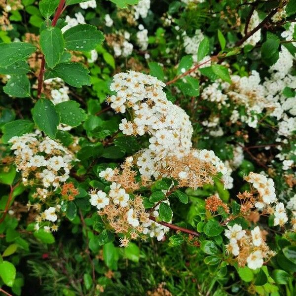 Spiraea trilobata Bloem