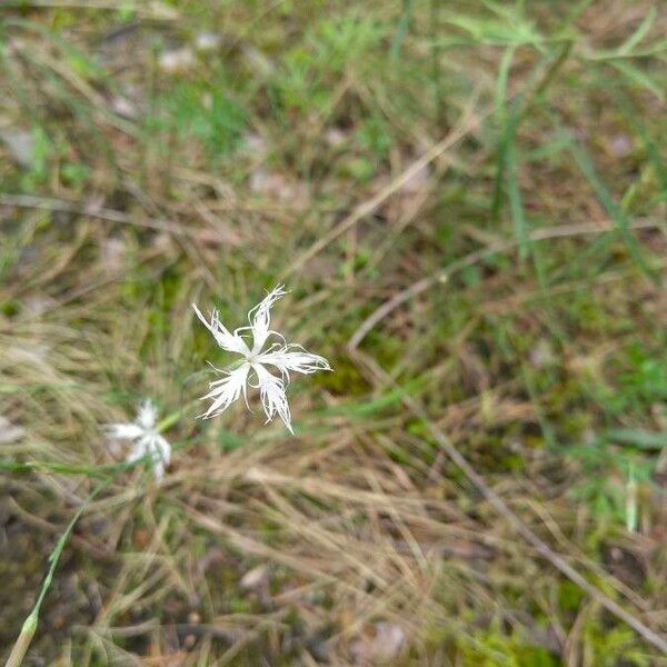 Dianthus arenarius Blüte