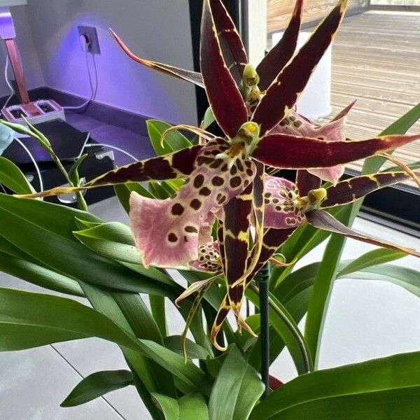 Brassia arachnoidea Blomst