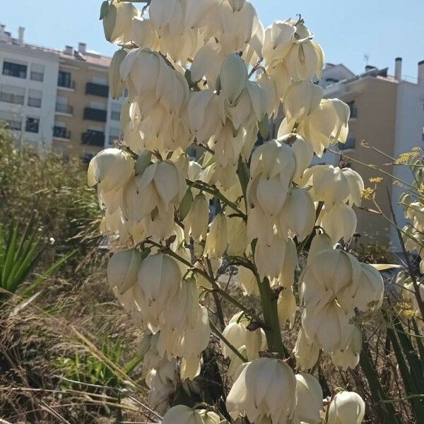 Yucca gloriosa 花