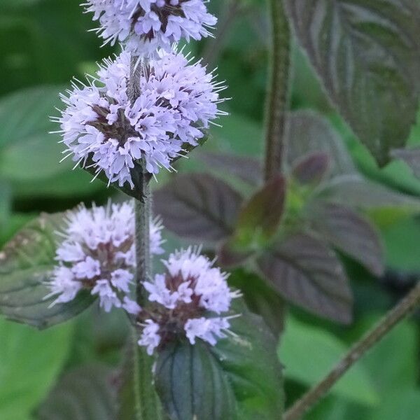 Mentha aquatica Λουλούδι