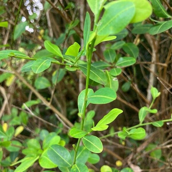 Erythroxylum havanense Blatt