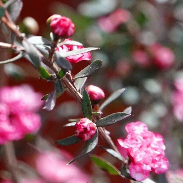 Leptospermum scoparium Blomst