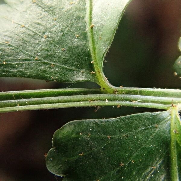 Asplenium macrophlebium Blad