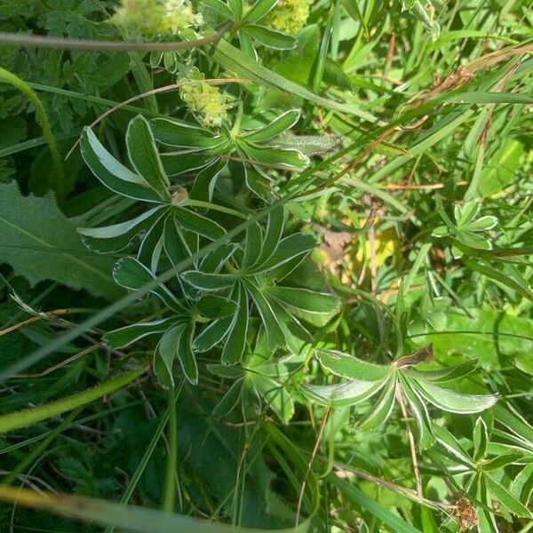 Alchemilla alpina Fuelha