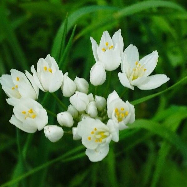 Allium subvillosum ফুল