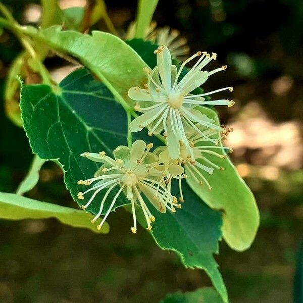 Tilia cordata Flower