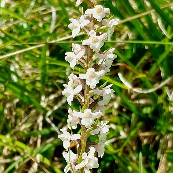 Gymnadenia odoratissima Flor
