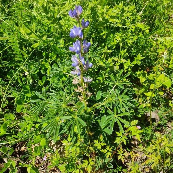 Lupinus angustifolius Kukka