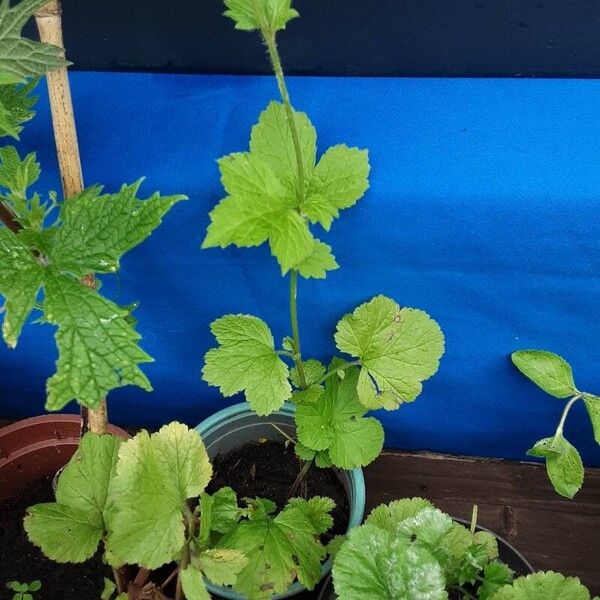 Geum macrophyllum Lapas