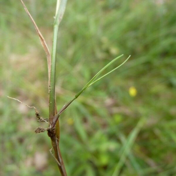 Agrostis canina Habit