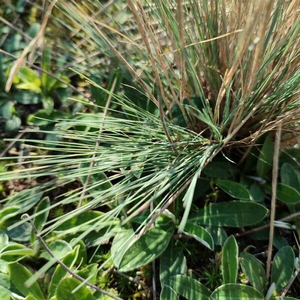 Corynephorus canescens Blatt