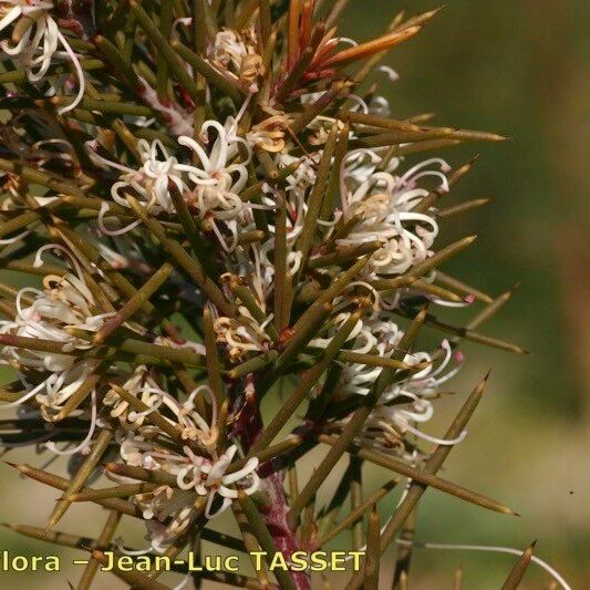 Hakea sericea Flower