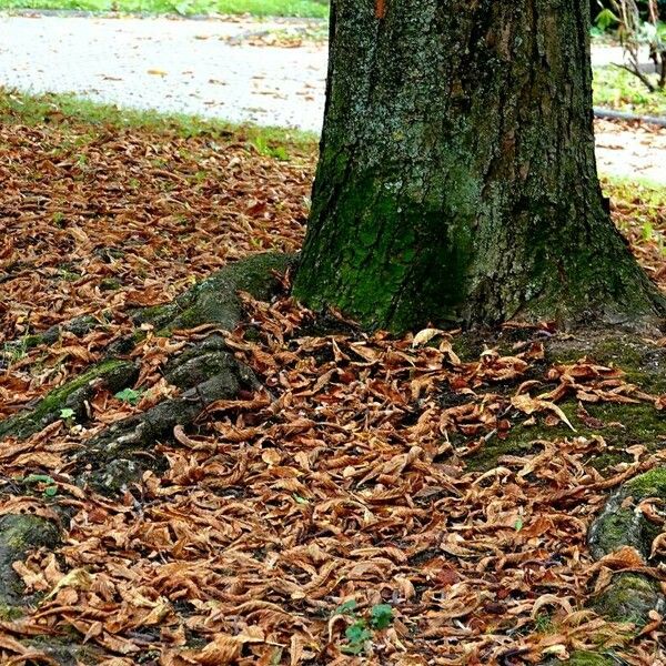 Aesculus hippocastanum Bark