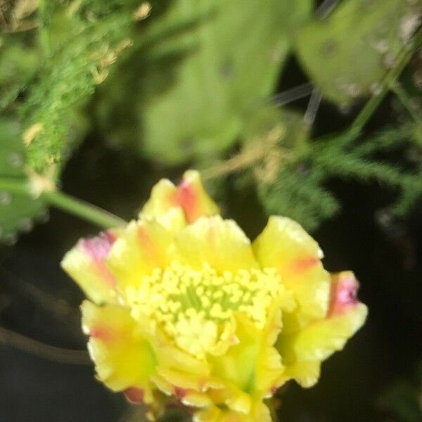 Opuntia elatior Flor