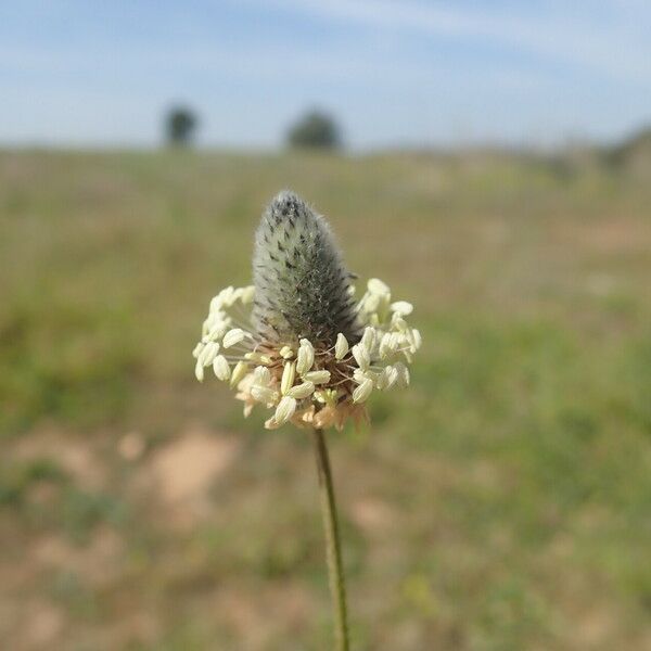 Plantago lagopus Virág