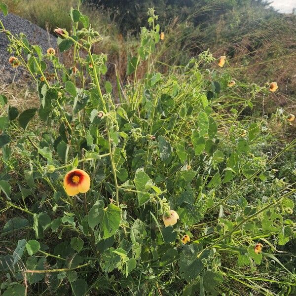 Abutilon hirtum Συνήθη χαρακτηριστικά