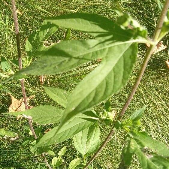 Ambrosia trifida Blatt