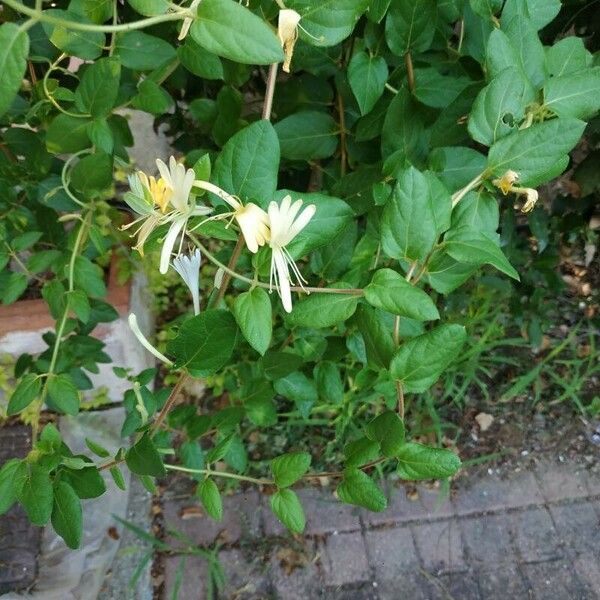 Lonicera japonica Flower