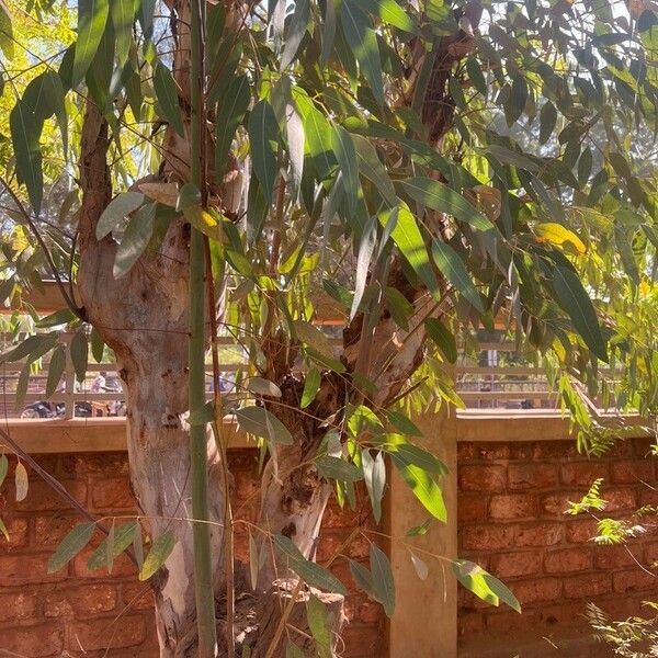 Eucalyptus camaldulensis Blad