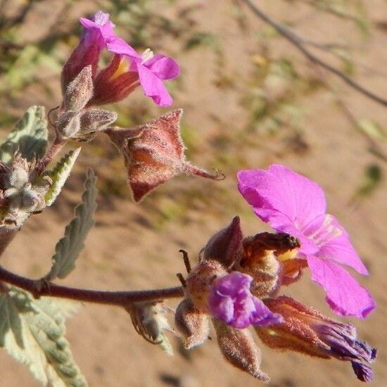 Melochia tomentosa Cvet