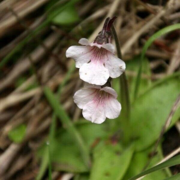 Pinguicula grandiflora Floro