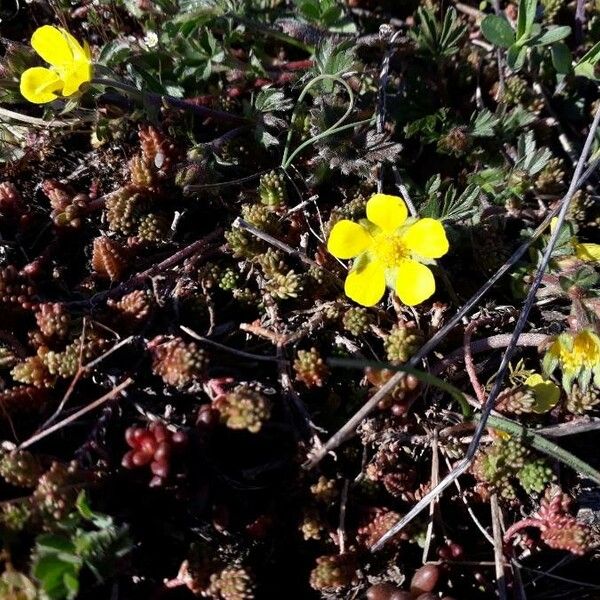 Potentilla pedata 花