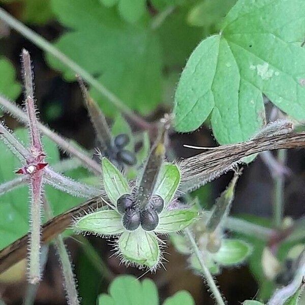 Geranium rotundifolium Plod