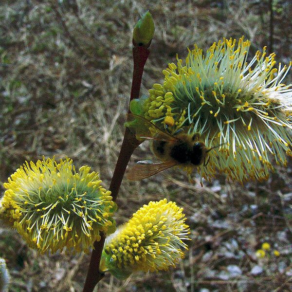 Salix caprea Blodyn