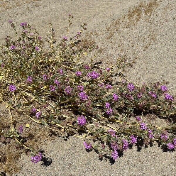 Abronia pogonantha Flower