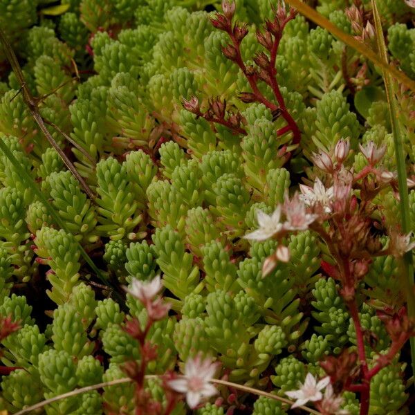 Sedum hispanicum Blad