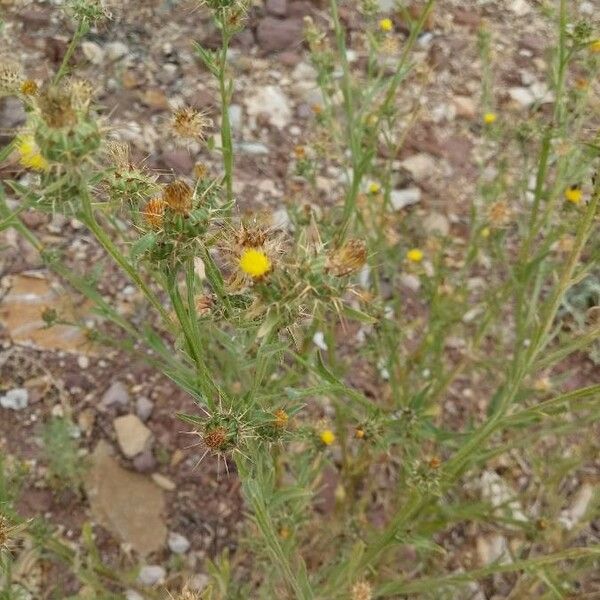 Centaurea melitensis फूल