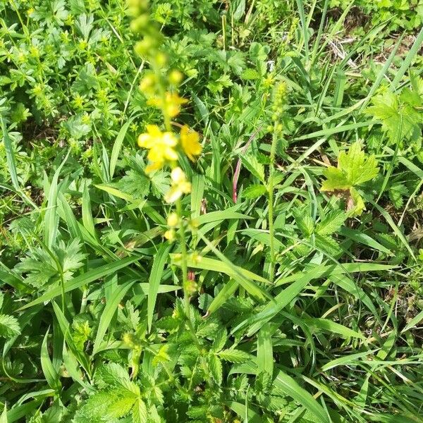 Agrimonia eupatoria Flors