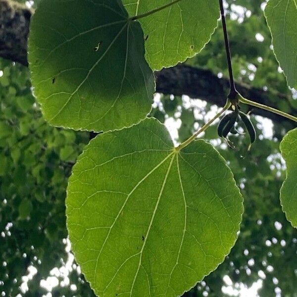 Cercidiphyllum japonicum Leaf