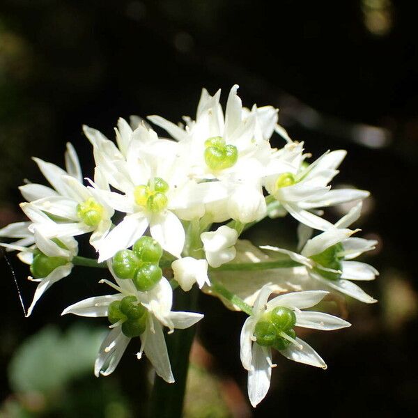 Allium ursinum Цвят