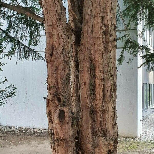 Taxus brevifolia Bark