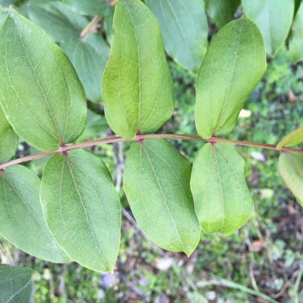 Coriaria ruscifolia Лист