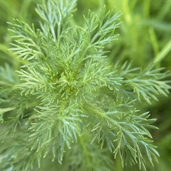 Matricaria discoidea Blad