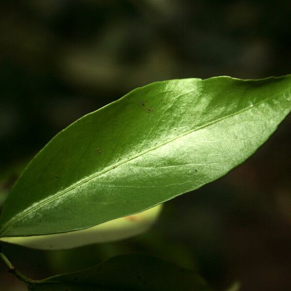 Maytenus floribunda ഇല