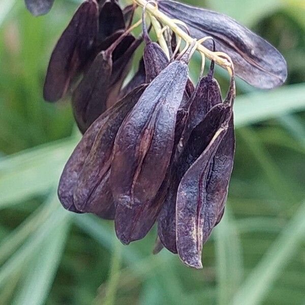 Isatis tinctoria Froito