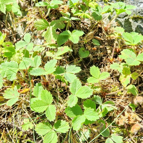 Potentilla grandiflora Habit