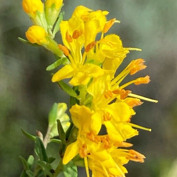 Odontites luteus Fiore