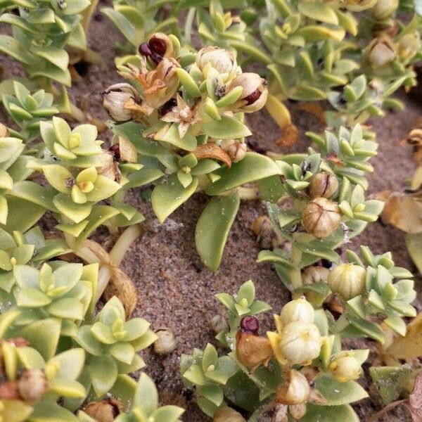 Honckenya peploides Fruit