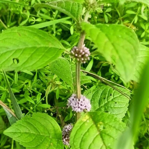 Mentha arvensis Levél