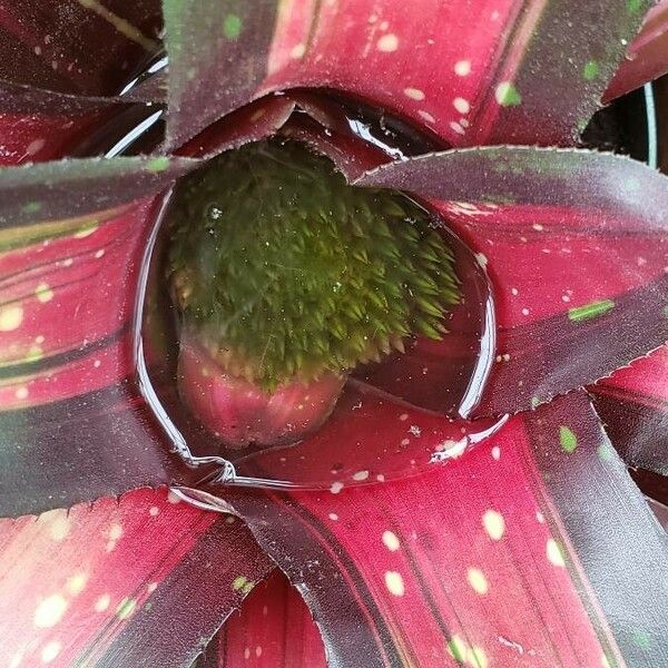 Neoregelia carolinae Квітка