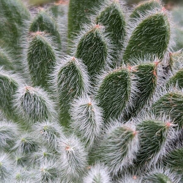 Echeveria setosa Levél